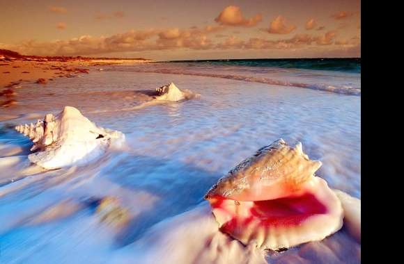 Shells in sea