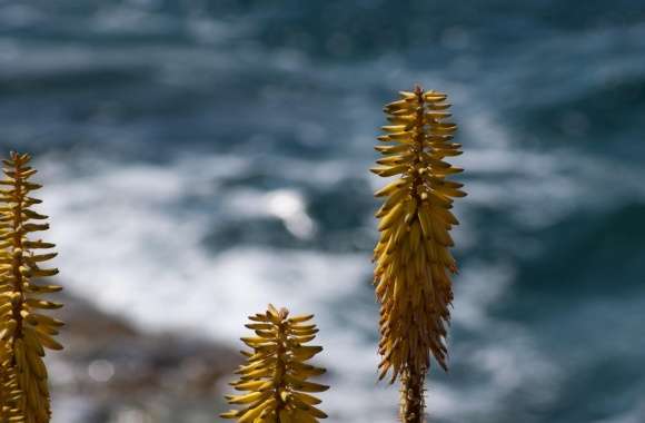 Shore Flowers