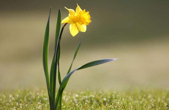 Single Daffodil