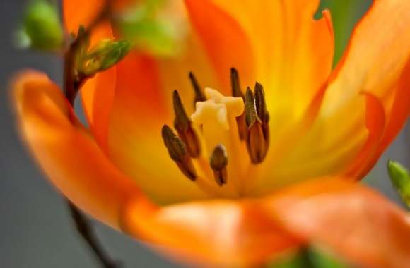 Single Orange Tulip