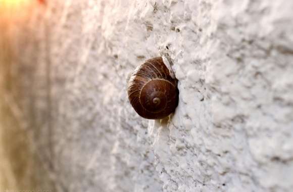 Snail On Wall wallpapers hd quality