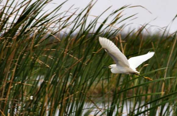 Snowy Egret in the Tullies