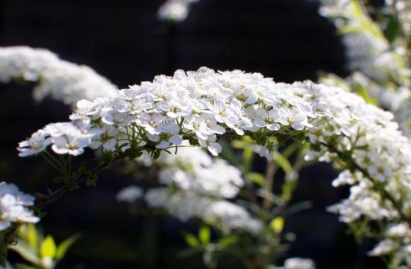 Spiraea Arguta Flowers wallpapers hd quality