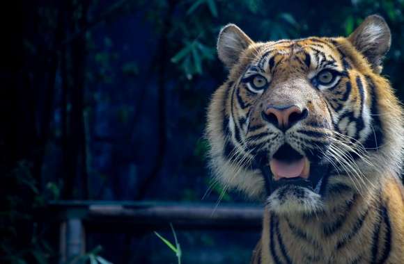 Sumatran Tiger