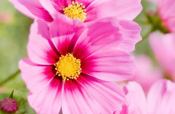 Summer Pink Flowers wallpapers hd quality