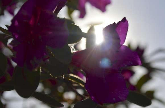 Sun through Flowers