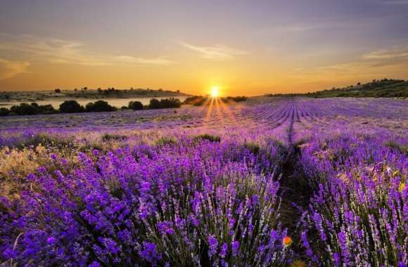 Sunrise In The Field Of Lavenders