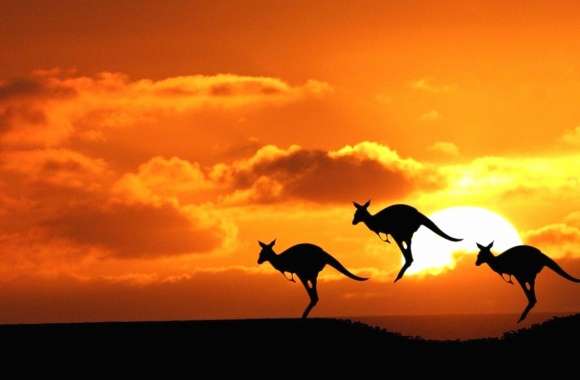 Sunset kangaroo