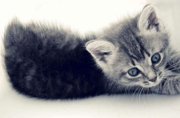 Sweet Kitten wallpapers hd quality