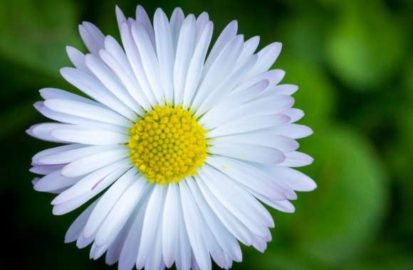 The Camomile wallpapers hd quality