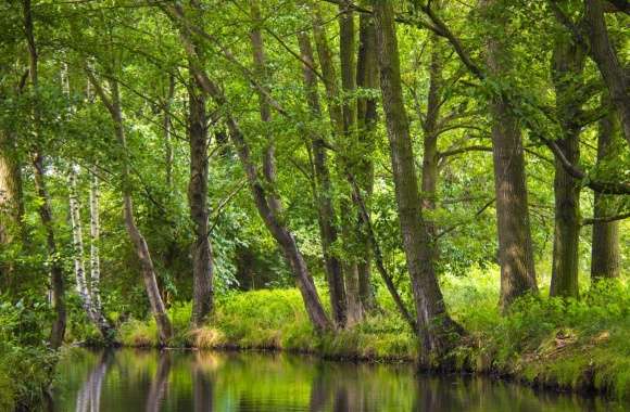 The Spreewald Tranquility