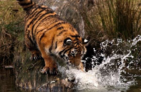 Tiger Playing With Water wallpapers hd quality