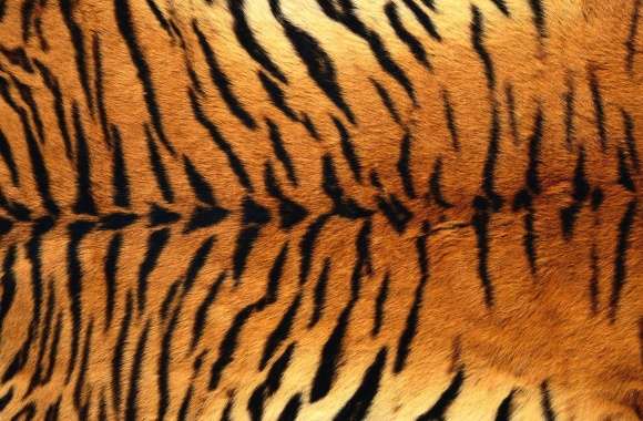 Tiger skin
