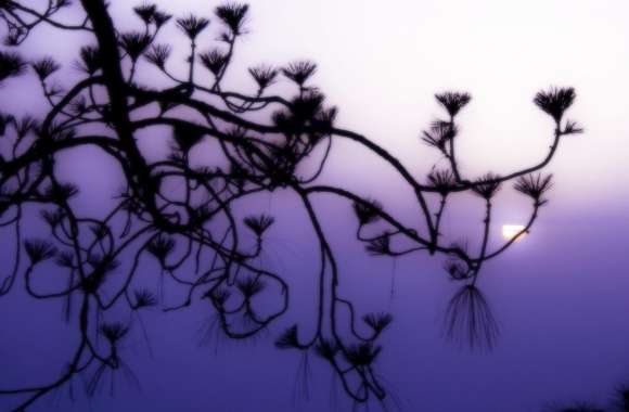 Tree Branch Silhouette at Dusk