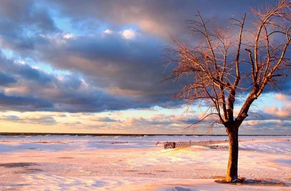 Tree On The Beach