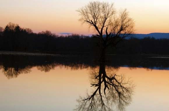 Tree Reflection In The Flooded Flats