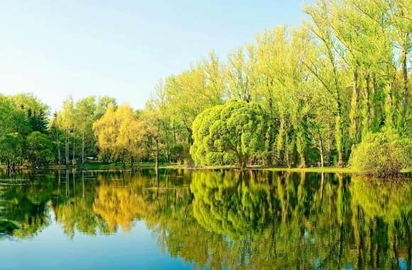Trees Lake Reflection wallpapers hd quality