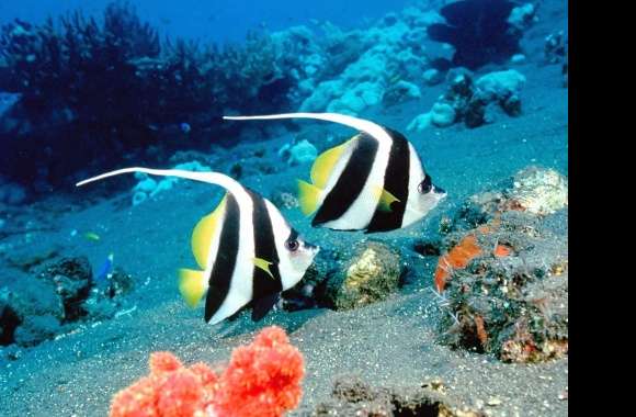 Tropical fish white black yellow wallpapers hd quality