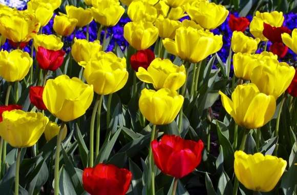 Tulips Colors wallpapers hd quality