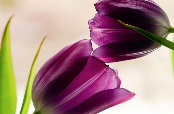 Tulips Violet Petals