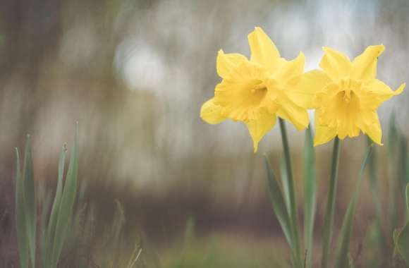 Two Yellow Daffodils Flowers