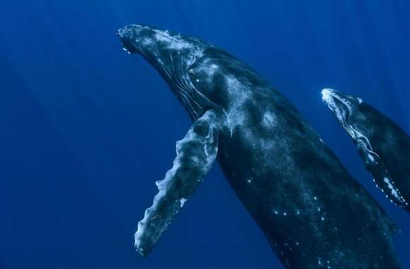 Underwater Whales