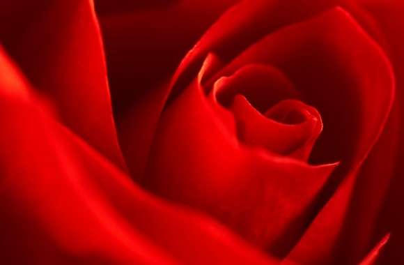 Very Beautiful Red Rose Flower