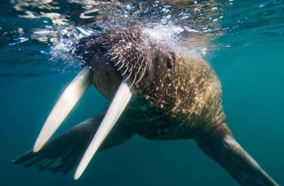 Walrus Underwater