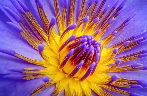 Water Lily Pollen