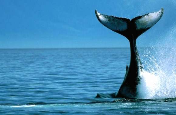 Whale tail sea