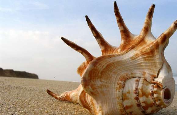 Whelk Shell On The Beach