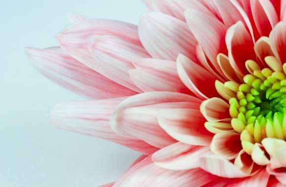 White and Red Flower Macro