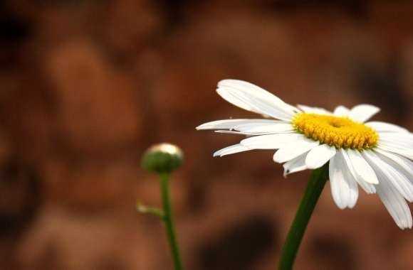 White Camomile wallpapers hd quality