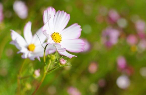White Cosmos Flower With Pink Edges