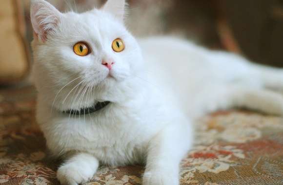White Kitty wallpapers hd quality