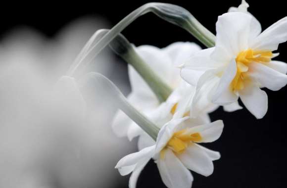 White Narcissus wallpapers hd quality