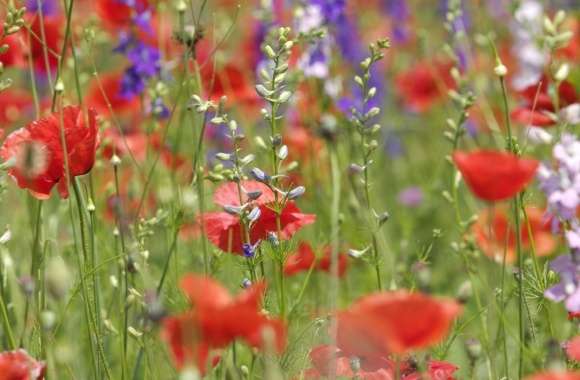 Wildflowers Close-up