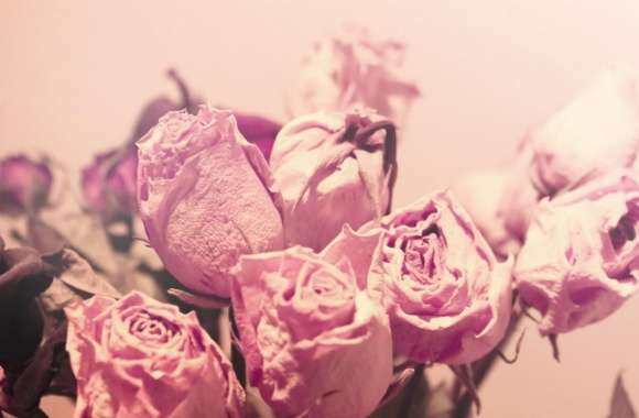 Withered Pink Roses