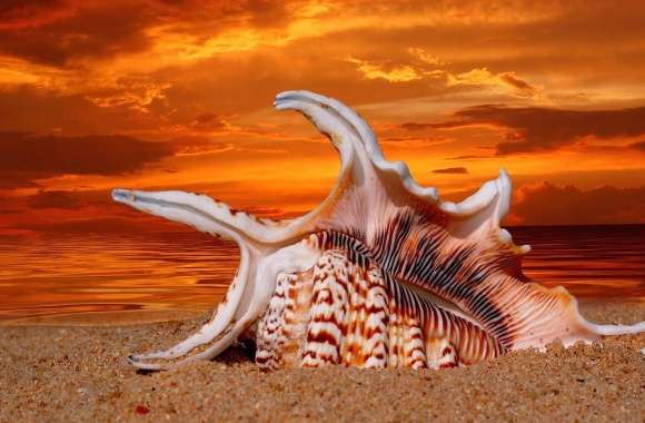 Wonderful shell in sunset beach