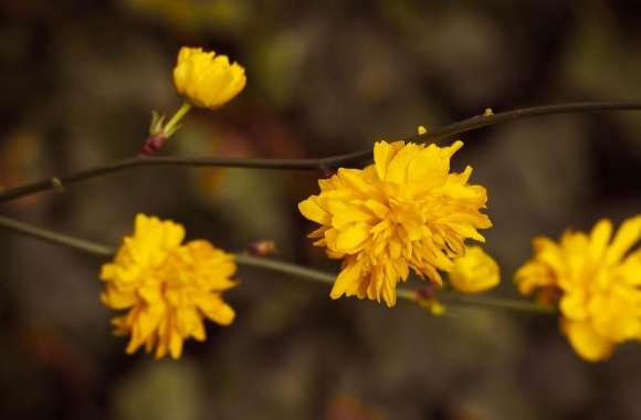 Yellow Blossoms