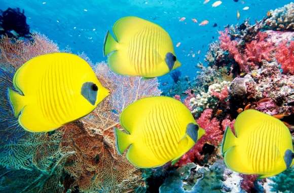 Yellow Butterfly Fish wallpapers hd quality