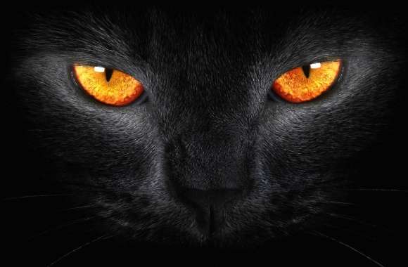 Yellow eyes cat wallpapers hd quality