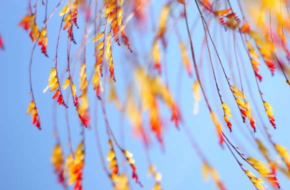 Yellow Flowers Twigs