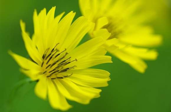 Yellow Ixeris Debilis Flowers Macro