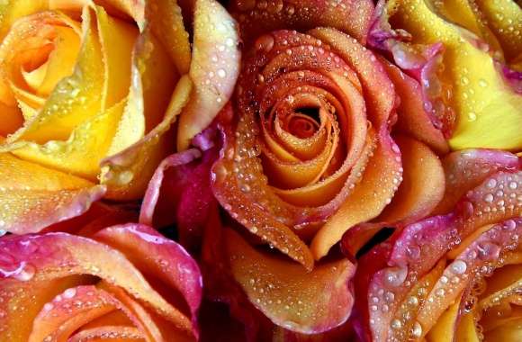 Yellow Pink Roses