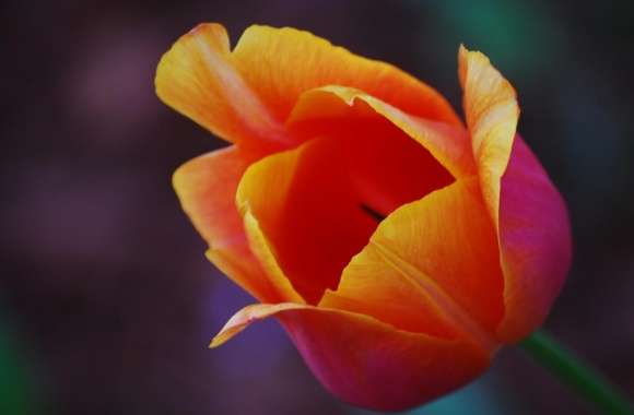 Yellow Red Tulip Flower
