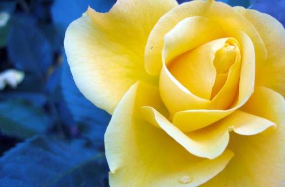 Yellow Rose Against A Blue Background