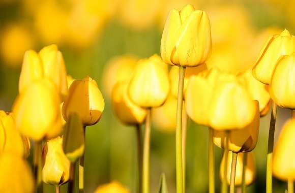 Yellow Tulips