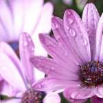 African Daisy images