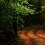 Beautiful Forest Path desktop